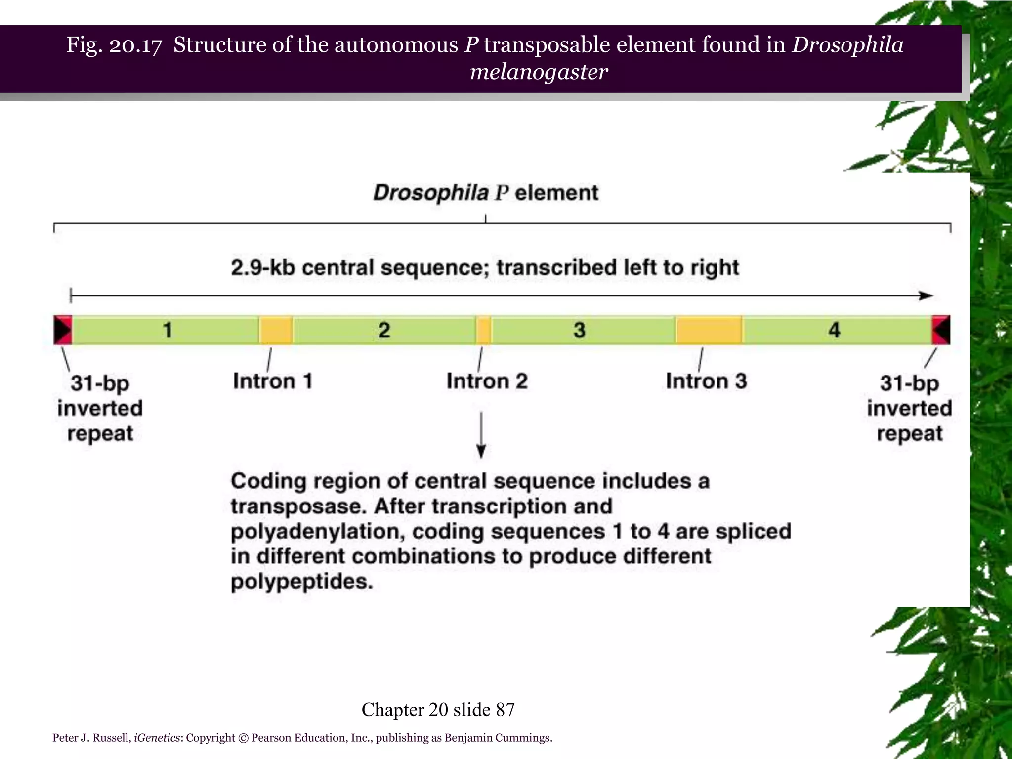 Fig. 20.17 Structure of the autonomous P transposable element found in Drosophila
                                         melanogaster




                                                            Chapter 20 slide 87
Peter J. Russell, iGenetics: Copyright © Pearson Education, Inc., publishing as Benjamin Cummings.
 