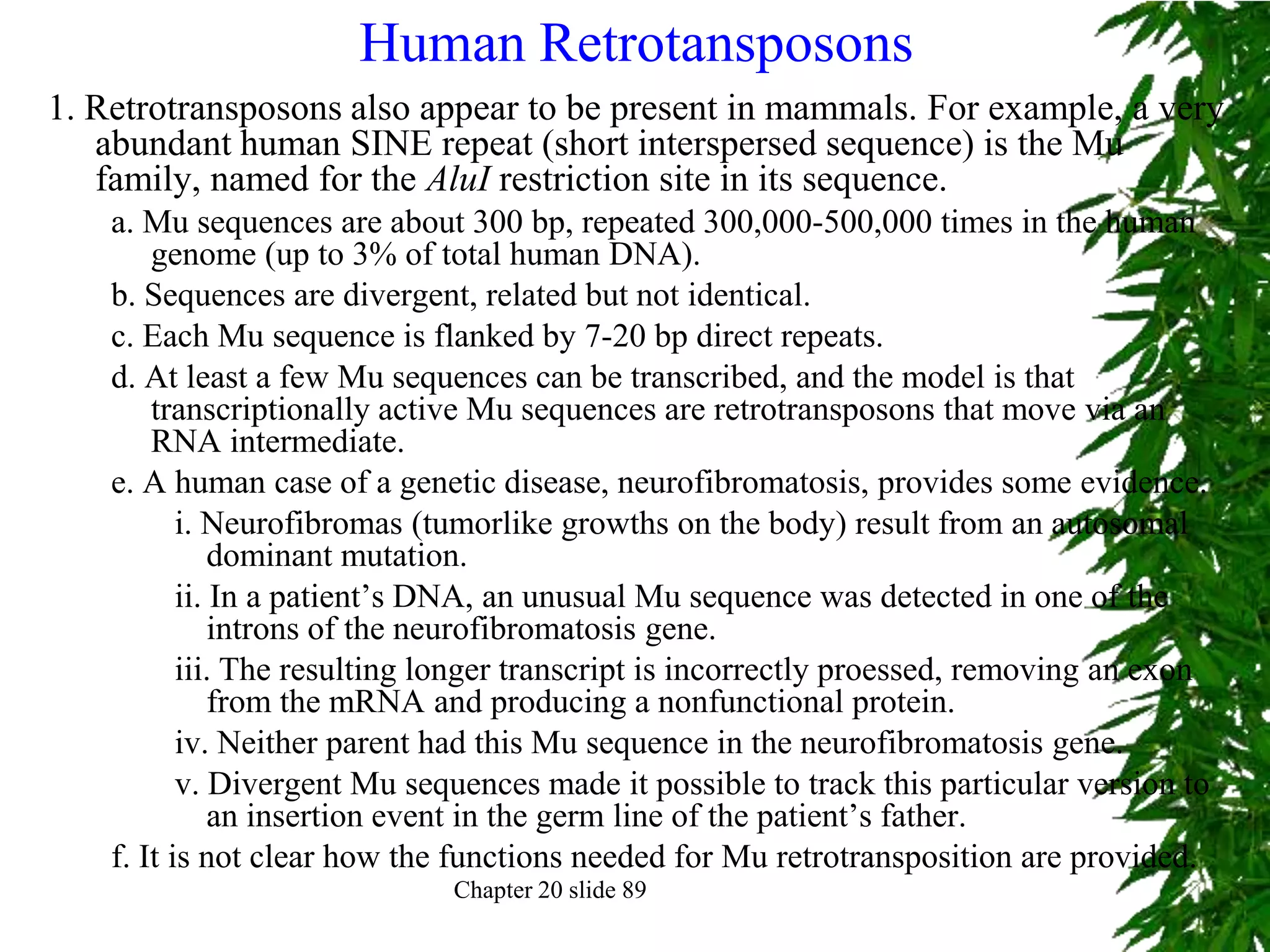 Human Retrotansposons
1. Retrotransposons also appear to be present in mammals. For example, a very
   abundant human SINE repeat (short interspersed sequence) is the Mu
   family, named for the AluI restriction site in its sequence.
    a. Mu sequences are about 300 bp, repeated 300,000-500,000 times in the human
        genome (up to 3% of total human DNA).
    b. Sequences are divergent, related but not identical.
    c. Each Mu sequence is flanked by 7-20 bp direct repeats.
    d. At least a few Mu sequences can be transcribed, and the model is that
        transcriptionally active Mu sequences are retrotransposons that move via an
        RNA intermediate.
    e. A human case of a genetic disease, neurofibromatosis, provides some evidence.
           i. Neurofibromas (tumorlike growths on the body) result from an autosomal
               dominant mutation.
           ii. In a patient’s DNA, an unusual Mu sequence was detected in one of the
               introns of the neurofibromatosis gene.
           iii. The resulting longer transcript is incorrectly proessed, removing an exon
               from the mRNA and producing a nonfunctional protein.
           iv. Neither parent had this Mu sequence in the neurofibromatosis gene.
           v. Divergent Mu sequences made it possible to track this particular version to
               an insertion event in the germ line of the patient’s father.
    f. It is not clear how the functions needed for Mu retrotransposition are provided.
                              Chapter 20 slide 89
 