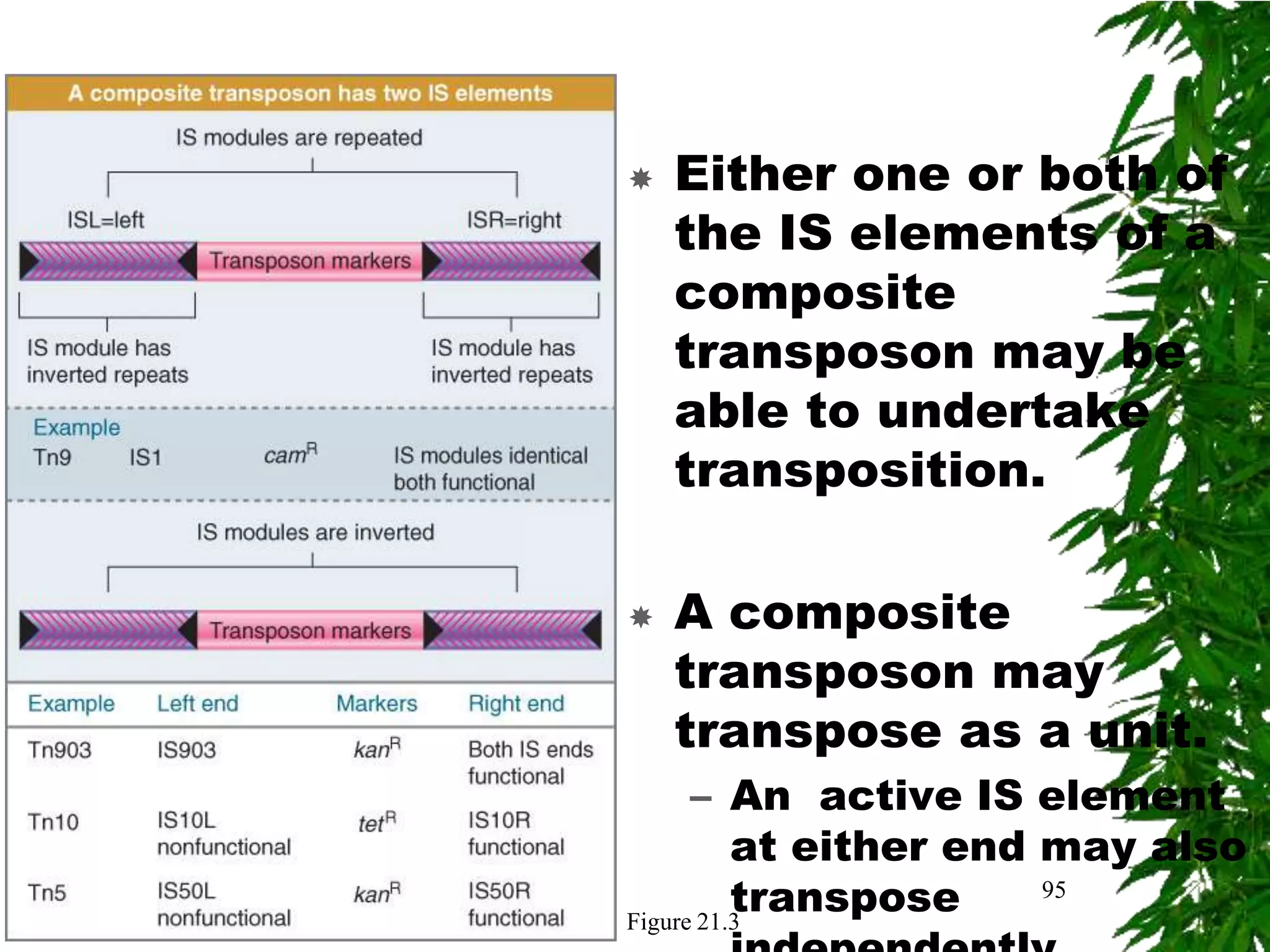    Either one or both of
    the IS elements of a
    composite
    transposon may be
    able to undertake
    transposition.

   A composite
    transposon may
    transpose as a unit.
      – An active IS element
          at either end may also
          transpose
Figure 21.3
                        95
 