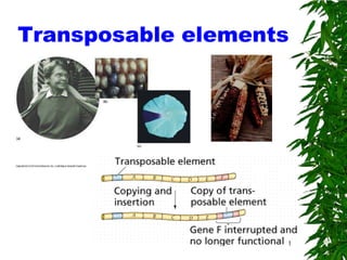 Transposable elements




                    1
 