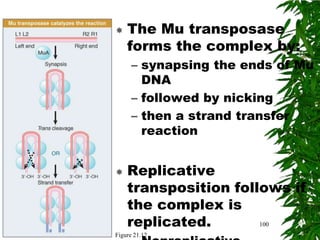    The Mu transposase
    forms the complex by:
      – synapsing the ends of Mu
        DNA
      – followed by nicking
      – then a strand transfer
        reaction


   Replicative
    transposition follows if
    the complex is
    replicated.       100
Figure 21.12
 