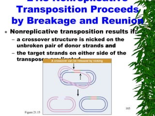 21.8 Nonreplicative
     Transposition Proceeds
    by Breakage and Reunion
   Nonreplicative transposition results if:
    – a crossover structure is nicked on the
      unbroken pair of donor strands and
    – the target strands on either side of the
      transposon are ligated




                                             103
        Figure 21.15
 