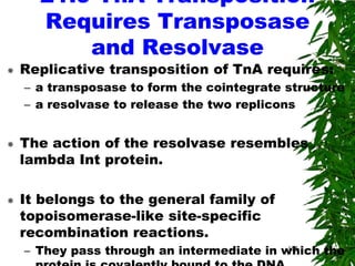 21.9 TnA Transposition
      Requires Transposase
          and Resolvase
   Replicative transposition of TnA requires:
    – a transposase to form the cointegrate structure
    – a resolvase to release the two replicons


   The action of the resolvase resembles
    lambda Int protein.

   It belongs to the general family of
    topoisomerase-like site-specific
    recombination reactions.
    – They pass through an intermediate in which the
                                            105
 