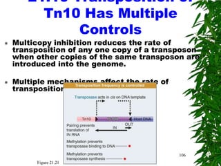 21.10 Transposition of
         Tn10 Has Multiple
              Controls
   Multicopy inhibition reduces the rate of
    transposition of any one copy of a transposon
    when other copies of the same transposon are
    introduced into the genome.

   Multiple mechanisms affect the rate of
    transposition.




                                             106
          Figure 21.21
 