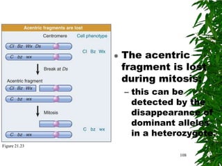    The acentric
                   fragment is lost
                   during mitosis;
                   – this can be
                     detected by the
                     disappearance of
                     dominant alleles
                     in a heterozygote.
Figure 21.23

                               108
 