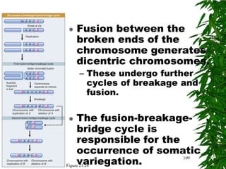    Fusion between the
    broken ends of the
    chromosome generates
    dicentric chromosomes.
    – These undergo further
      cycles of breakage and
      fusion.

    The fusion-breakage-
     bridge cycle is
     responsible for the
     occurrence of somatic
     variegation.
                         109
Figure 21.24
 