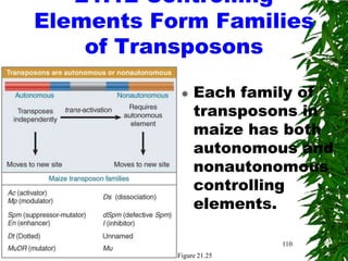 21.12 Controlling
Elements Form Families
    of Transposons

               Each family of
                transposons in
                maize has both
                autonomous and
                nonautonomous
                controlling
                elements.

                          110
           Figure 21.25
 