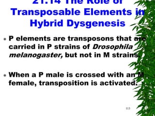 21.14 The Role of
    Transposable Elements in
       Hybrid Dysgenesis
   P elements are transposons that are
    carried in P strains of Drosophila
    melanogaster, but not in M strains.

   When a P male is crossed with an M
    female, transposition is activated.


                                  113
 