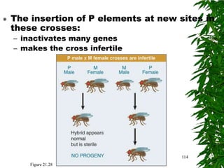    The insertion of P elements at new sites in
    these crosses:
    – inactivates many genes
    – makes the cross infertile




                                        114
        Figure 21.28
 