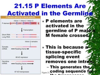 21.15 P Elements Are
Activated in the Germline
             P elements are
              activated in the
              germline of P male x
              M female crosses.

             This is because a
              tissue-specific
              splicing event
              removes one intron.
                – This generates the
                    coding sequence for
          Figure 21.29
                                 115
 