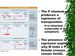   The P element also
                   produces a
                   repressor of
                   transposition.
                   – It is inherited
                     maternally in the
                     cytoplasm.


                  The presence of the
                   repressor explains
                   why M male x P
Figure 21.30       female crosses
                   remain fertile.
                                116
 