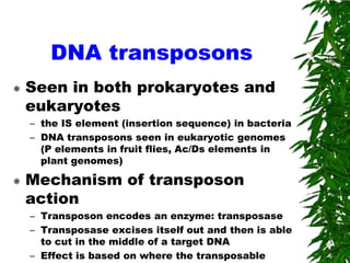 DNA transposons
   Seen in both prokaryotes and
    eukaryotes
    – the IS element (insertion sequence) in bacteria
    – DNA transposons seen in eukaryotic genomes
      (P elements in fruit flies, Ac/Ds elements in
      plant genomes)

   Mechanism of transposon
    action
    – Transposon encodes an enzyme: transposase
    – Transposase excises itself out and then is able
      to cut in the middle of a target DNA
    – Effect is based on where the transposable
 