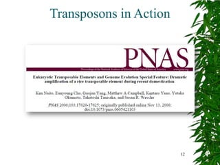 Transposons in Action




                        12
 