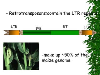 - Retrotransposons:contain the LTR repeats

  LTR        gag            RT       LTR


                                      ~7 kb



                   -make up ~50% of the
                   maize genome
 