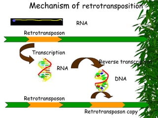 Mechanism of retrotransposition

                  RNA
Retrotransposon


  Transcription
                         Reverse transcription
            RNA
                               DNA


Retrotransposon

                    Retrotransposon copy
 