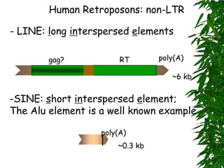 Human Retroposons: non-LTR

- LINE: long interspersed elements

        gag?            RT       poly(A)

                                    ~6 kb


-SINE: short interspersed element;
The Alu element is a well known example

                   poly(A)
                       ~0.3 kb
 