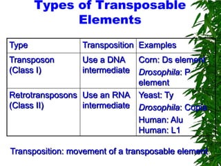 Types of Transposable
             Elements
Type             Transposition Examples
Transposon       Use a DNA    Corn: Ds element
(Class I)        intermediate Drosophila: P
                              element
Retrotransposons Use an RNA Yeast: Ty
(Class II)       intermediate Drosophila: Copia
                              Human: Alu
                              Human: L1

Transposition: movement of a transposable element
 