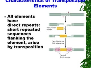 Characteristics of Transposable
           Elements

   All elements
    have
    direct repeats:
    short repeated
    sequences
    flanking the
    element, arise
    by transposition
 