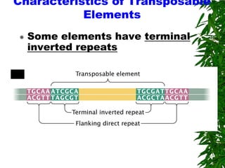 Characteristics of Transposable
           Elements
   Some elements have terminal
    inverted repeats
 