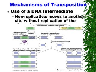 Mechanisms of Transposition
   Use of a DNA Intermediate
    – Non-replicative: moves to another
      site without replication of the
      element
 