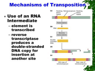 Mechanisms of Transposition

   Use of an RNA
    Intermediate
    – element is
      transcribed
    – reverse
      transcriptase
      produces a
      double-stranded
      DNA copy for
      insertion at
      another site
 