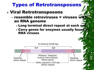 Types of Retrotransposons
   Viral Retrotransposons
    – resemble retroviruses = viruses with
      an RNA genome
       Long terminal direct repeat at each end
       Carry genes for enzymes usually found in
        RNA viruses
 