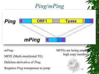 Ping/mPing




mPing:                              MITEs are being amplified to
                                       high copy numbers
MITE (Multi-insertional TE)
Deletion-derivative of Ping
Requires Ping transposase to jump                    14
 
