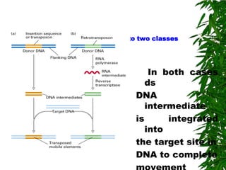 Classification of Transposons into two classes




                                     In both cases
                                    ds
                                 DNA
                                    intermediate
                                 is      integrated
                                    into
                                 the target site in
                                 DNA to complete
 