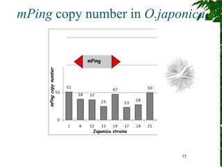 mPing copy number in O.japonica
                                           OVER 1000 mPing copies




                    mPing




                      Japonica strains


  Over 1000 copies of mPing in 4 related strains….
                                                       15

 Naito et al PNAS (2006))
                      Takatoshi Tanisaka lab (Kyoto
 