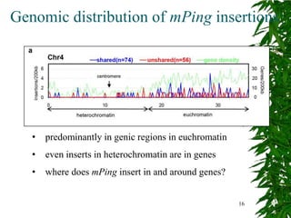 Genomic distribution of mPing insertions




   •   predominantly in genic regions in euchromatin
   •   even inserts in heterochromatin are in genes
   •   where does mPing insert in and around genes?


                                                       16
 