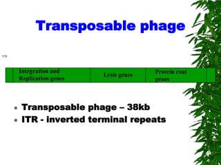Transposable phage
                                                           ITR
ITR




          Integration and                   Protein coat
                              Lysis genes
          Replication genes                 genes



          Transposable phage – 38kb
          ITR - inverted terminal repeats
 