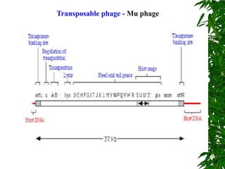 Transposable phage - Mu phage
 
