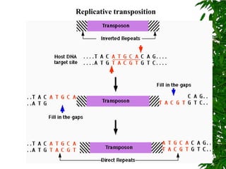Replicative transposition
 