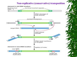 Non-replicative (conservative) transposition
 