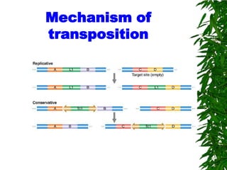 Mechanism of
transposition
 