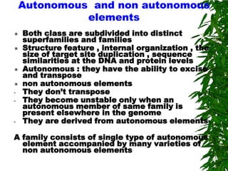 Autonomous and non autonomous
              elements
   Both class are subdivided into distinct
    superfamilies and families
   Structure feature , internal organization , the
    size of target site duplication , sequence
    similarities at the DNA and protein levels
   Autonomous : they have the ability to excise
    and transpose
   non autonomous elements
-   They don’t transpose
-   They become unstable only when an
    autonomous member of same family is
    present elsewhere in the genome
-   They are derived from autonomous elements

A family consists of single type of autonomous
  element accompanied by many varieties of
  non autonomous elements
 
