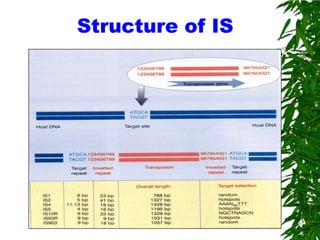 Structure of IS
 