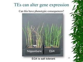 TEs can alter gene expression
  Can this have phenotypic consequences?




        Nipponbare         EG4

                                           19
            EG4 is salt tolerant
 