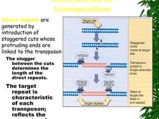 Mechanism of
                    transposition
Direct repeats are
generated by
introduction of
staggered cuts whose
protruding ends are
linked to the transposon.
 The stugger
   between the cuts
   determines the
   length of the
   direct repeats.
 The target
   repeat is
   characteristic
   of each
   transposon;
   reflects the
 