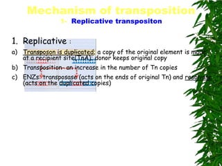 Mechanism of transposition
                1- Replicative transpositon


1. Replicative     :
a) Transposon is duplicated; a copy of the original element is made
   at a recipient site(TnA); donor keeps original copy
b) Transposition- an increase in the number of Tn copies
c) ENZs: transposase (acts on the ends of original Tn) and resolvase
   (acts on the duplicated copies)
 