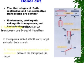 Donor cut
     The first stages of Both
      replicative and non-replicative
      transpositio are semilar

    IS elements, prokaryotic
     eukaryotic transposons, and
1. Synapsis stage- two .ends of
     bacteriophage Mu
transposon are brought together


 2. Transposon nicked at both ends; target
 nicked at both strands

  3.. Nicked ends joine crosswise;covalent
  connection between the transposon the
  target
 