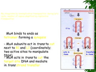 Mu integrates by nonreplicative transposition; during lytic
cycle- number of copies amplified by replicative
transposition



                                                                22 bp


   - MuA binds to ends as
   tetramer forming a synapsis.

   - MuA subunits act in trans to cut
   next to R1 and L1 (coordinately;
   two active sites to manipulate                             cuts in   transfers
                                                              trans     in trans
   DNA).
   - MuA acts in trans to cut the
   target site DNA and mediate
   in trans strand transfer
 