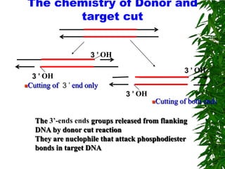 The chemistry of Donor and
        target cut


                         OH

                                                      OH
     OH
Cutting of   end only
                                 OH
                                         Cutting of both ends

   The 3’-ends ends groups released from flanking
   DNA by donor cut reaction
   They are nuclophile that attack phosphodiester
   bonds in target DNA
 
