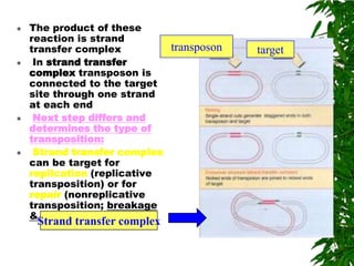    The product of these
    reaction is strand
    transfer complex         transposon   target
    In strand transfer
    complex transposon is
    connected to the target
    site through one strand
    at each end
    Next step differs and
    determines the type of
    transposition:
    Strand transfer complex
    can be target for
    replication (replicative
    transposition) or for
    repair (nonreplicative
    transposition; breakage
    & reunion)
     Strand transfer complex
 