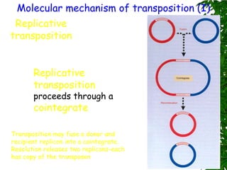 Molecular mechanism of transposition (I)
 Replicative
transposition


       Replicative
       transposition
       proceeds through a
       cointegrate.

Transposition may fuse a donor and
recipient replicon into a cointegrate.
Resolution releases two replicons-each
has copy of the transposon
 