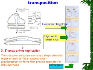 transposition




                                 Donor and target cut


                                   Ligation to
                                   target ends



3. 3’-ends prime replication
The crossover structure contains a single stranded
region at each of the staggered ends=
pseudoreplication forks that provide template for
DNA synthesis                          cointegrate.
 