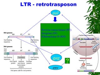 LTR - retrotrasposon
                pol


       Reverse transcriptase (RT)
       Integrase (IN)
       Ribonuclease H (RH)




                gag
                            ?
                env
 