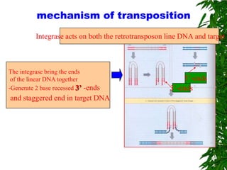 mechanism of transposition
          Integrase acts on both the retrotransposon line DNA and target D



The integrase bring the ends
 of the linear DNA together                               5’-ends
-Generate 2 base recessed 3’ -ends                   3’-ends
and staggered end in target DNA
 