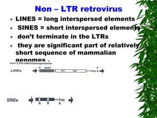 Non – LTR retrovirus
   LINES = long interspersed elements
    SINES = short interspersed elements
    don’t terminate in the LTRs
    they are significant part of relatively
    short sequence of mammalian
    genomes .
 