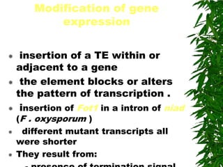 Modification of gene
           expression

 insertion of a TE within or
 adjacent to a gene
 the element blocks or alters
 the pattern of transcription .
 insertion of Fot1 in a intron of niad
    (F . oxysporum )
    different mutant transcripts all
    were shorter
   They result from:
 